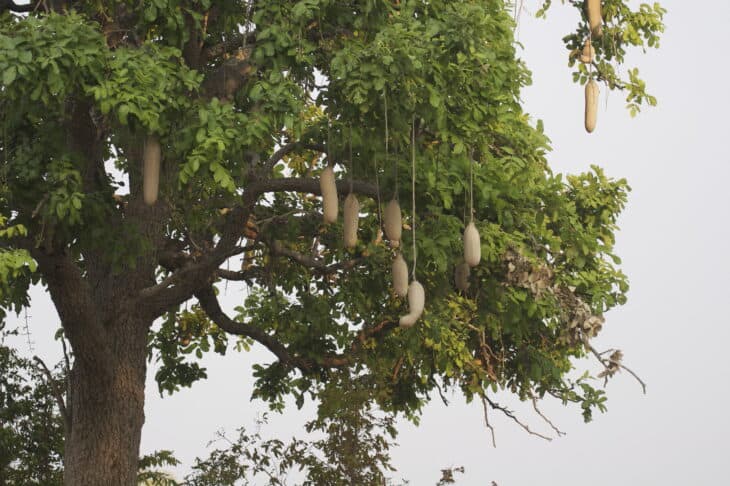 African Sausage Tree - Kigelia africana