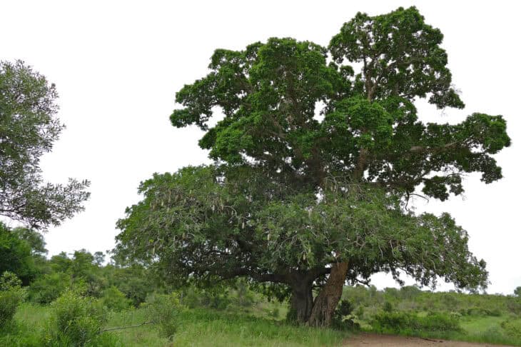 African Sausage Tree - Kigelia africana