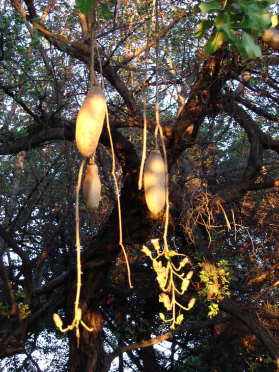 African Sausage Tree - Kigelia africana