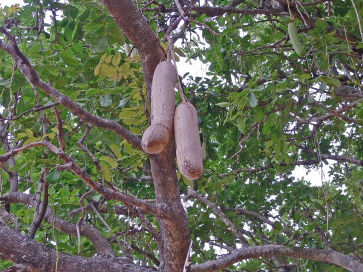 African Sausage Tree - Kigelia africana