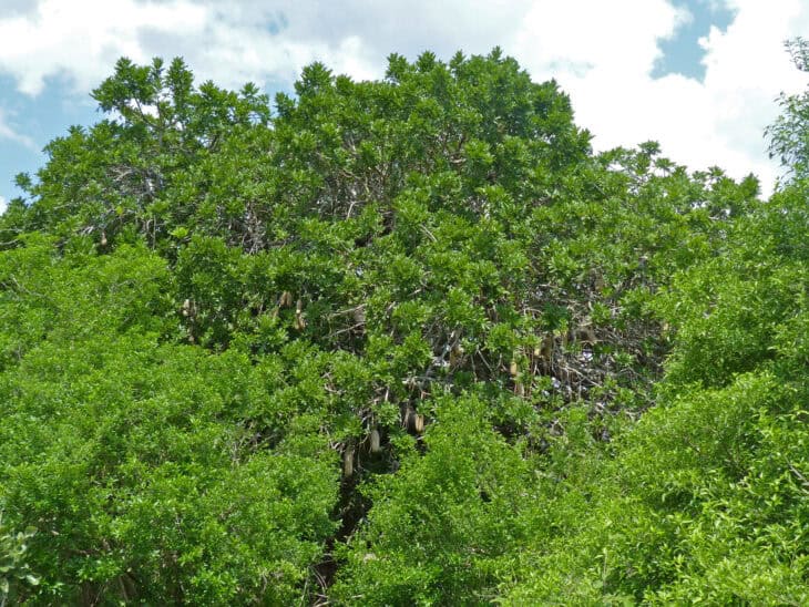 African Sausage Tree - Kigelia africana