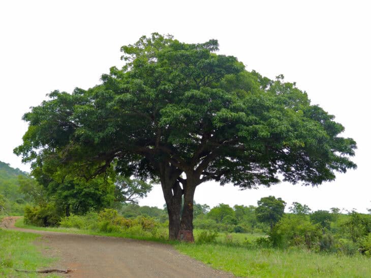 African Sausage Tree - Kigelia africana