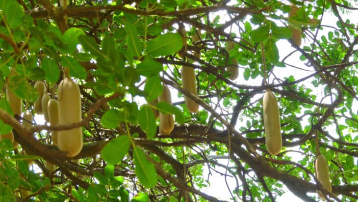 African Sausage Tree - Kigelia africana