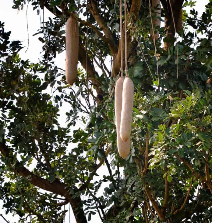 African Sausage Tree - Kigelia africana
