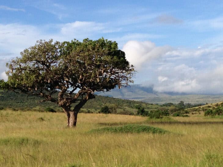 African Sausage Tree - Kigelia africana