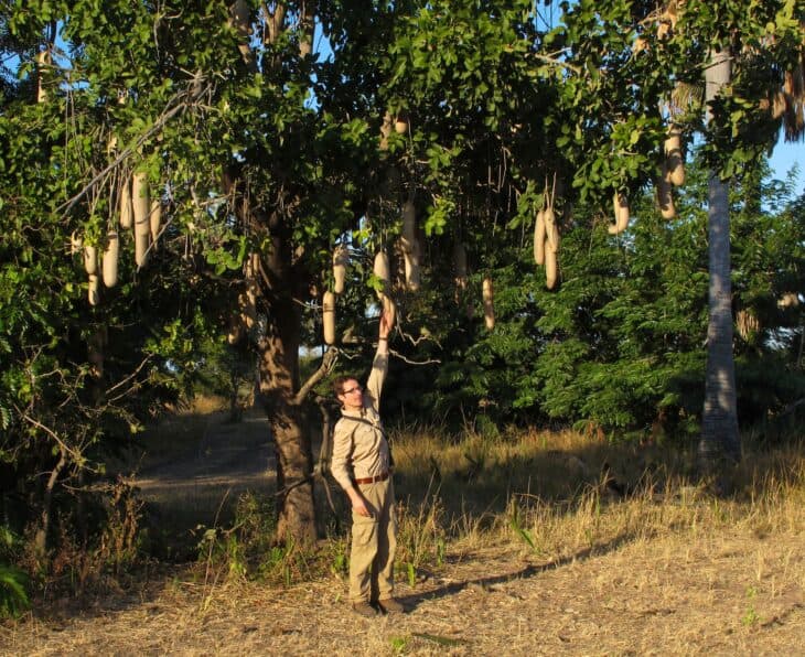 African Sausage Tree - Kigelia africana