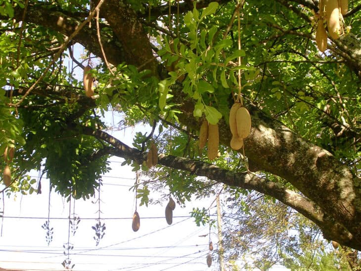African Sausage Tree - Kigelia africana