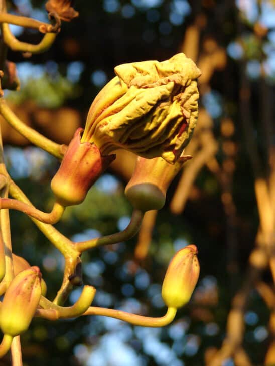 African Sausage Tree - Kigelia africana