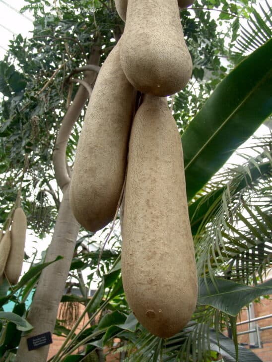 African Sausage Tree - Kigelia africana