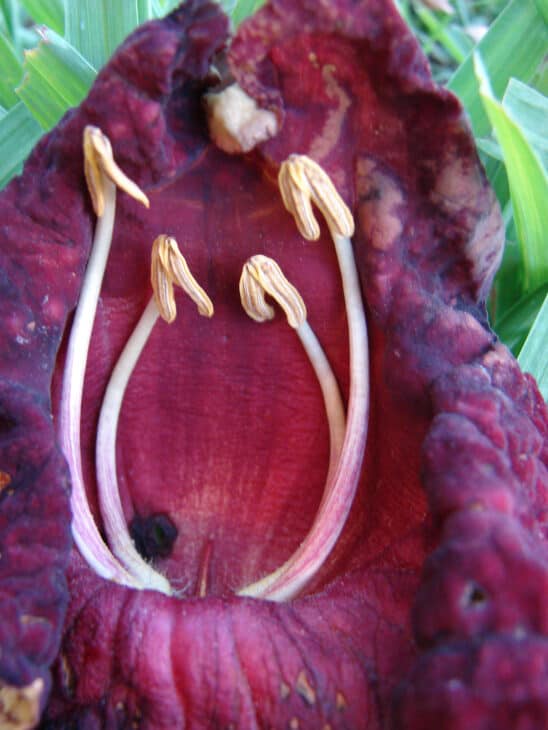 African Sausage Tree - Kigelia africana