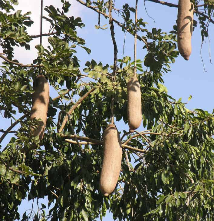 African Sausage Tree - Kigelia africana