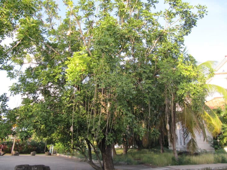African Sausage Tree - Kigelia africana