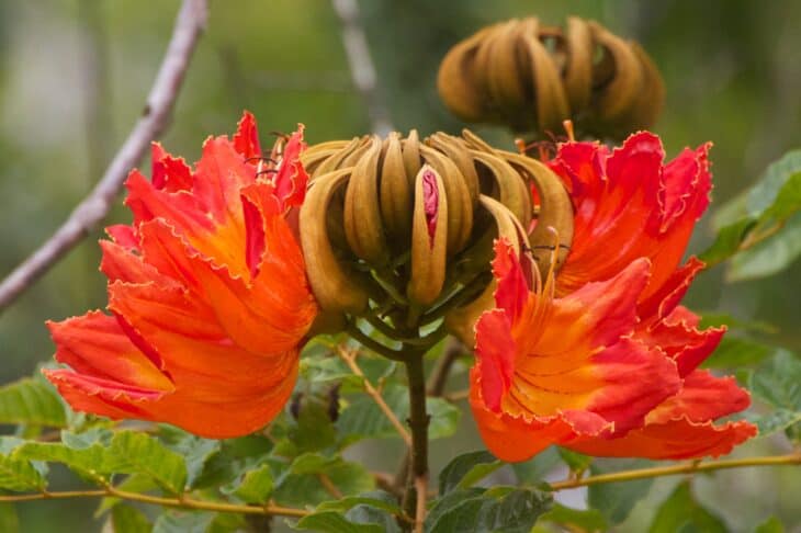 African Tulip Flower