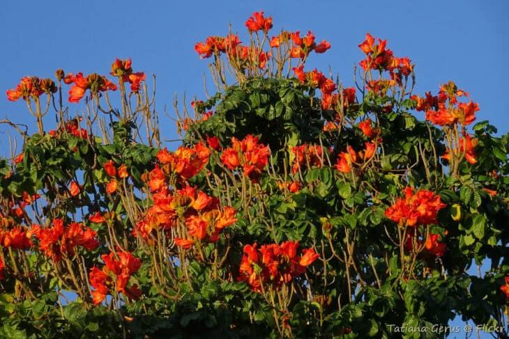 African Tulip Flower