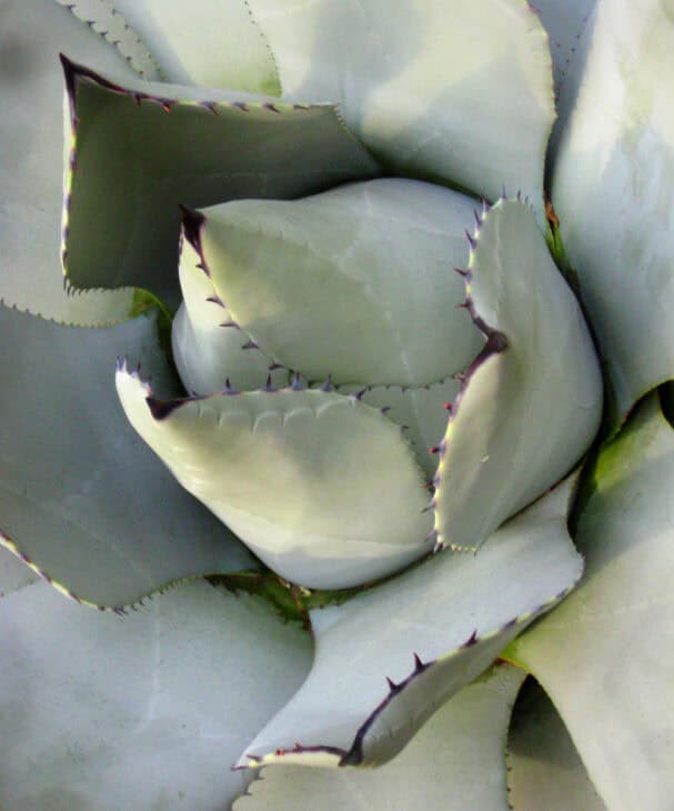 Agave - Agave spp.