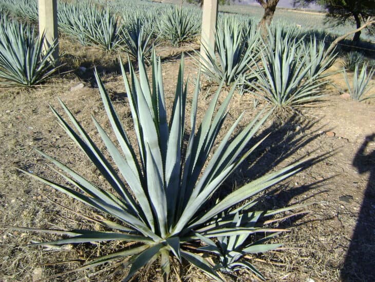 Agave - Agave spp.