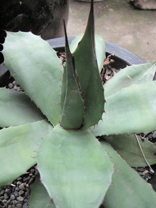 Agave - Agave spp.