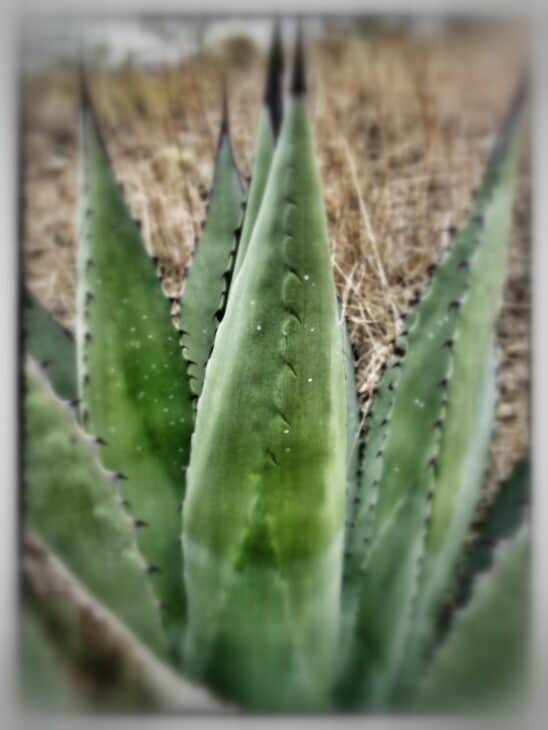 Agave - Agave spp.