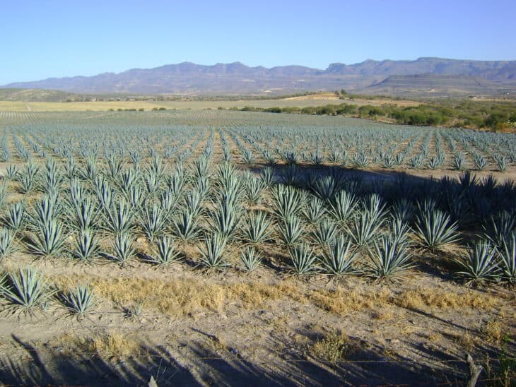 Agave - Agave spp.