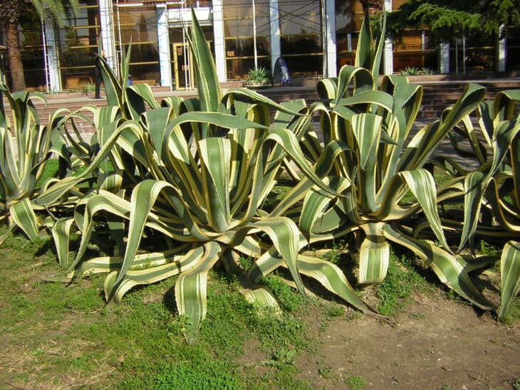 Agave - Agave spp.