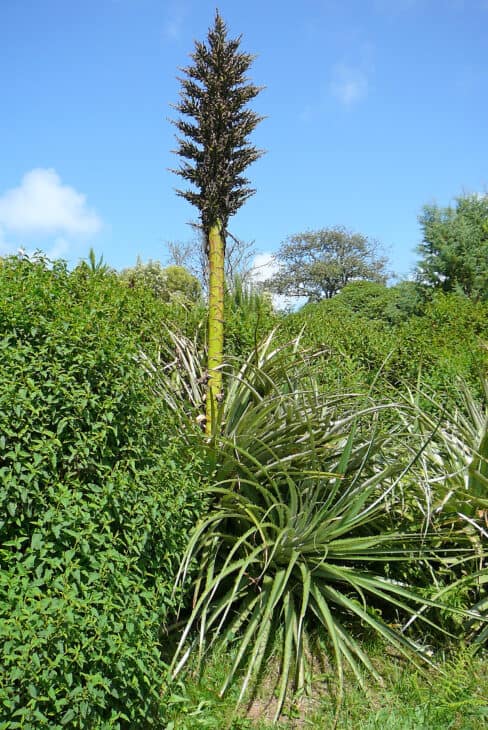 Agave - Agave spp.