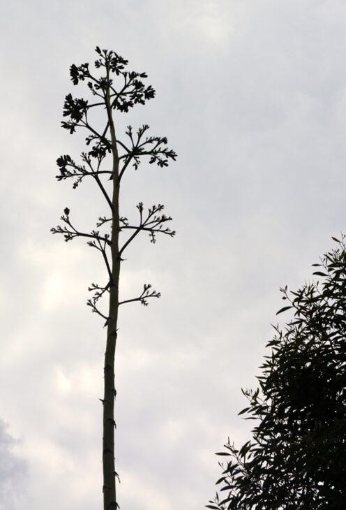 Agave - Agave spp.
