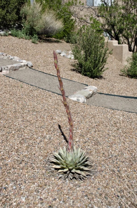 Agave - Agave spp.