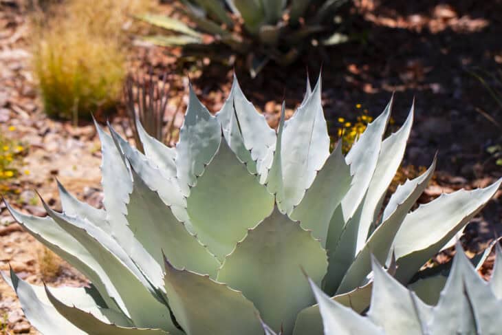 Agave - Agave spp.