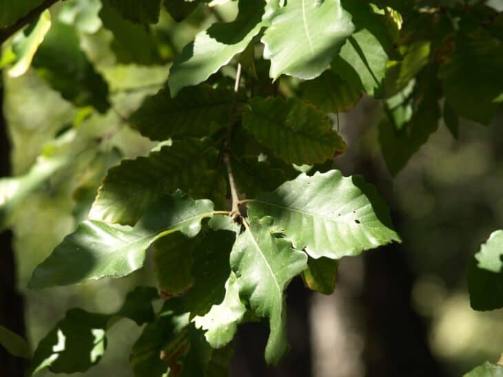 Algerian Oak - Quercus canariensis