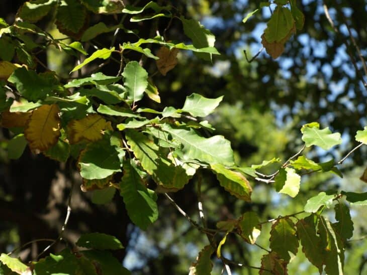Algerian Oak - Quercus canariensis