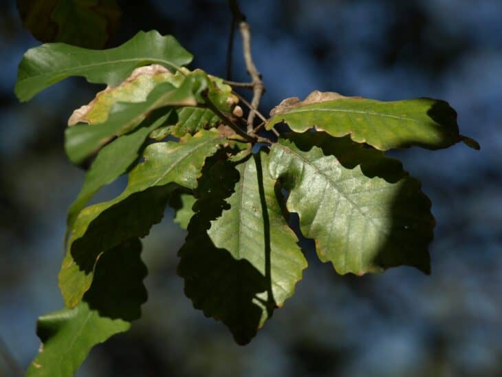 Algerian Oak - Quercus canariensis