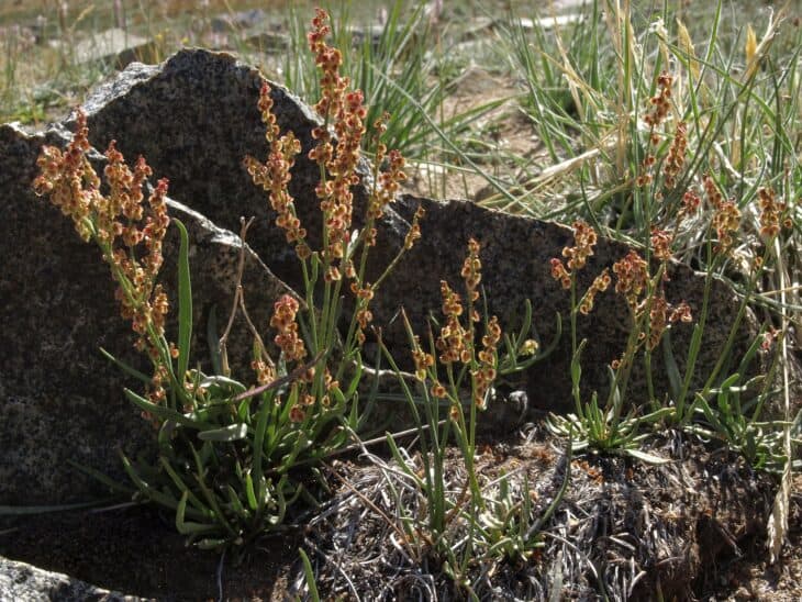 alpine sheep sorrel, Rumex paucifolius