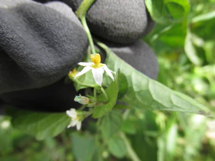 American Black Nightshade - Solanum americanum