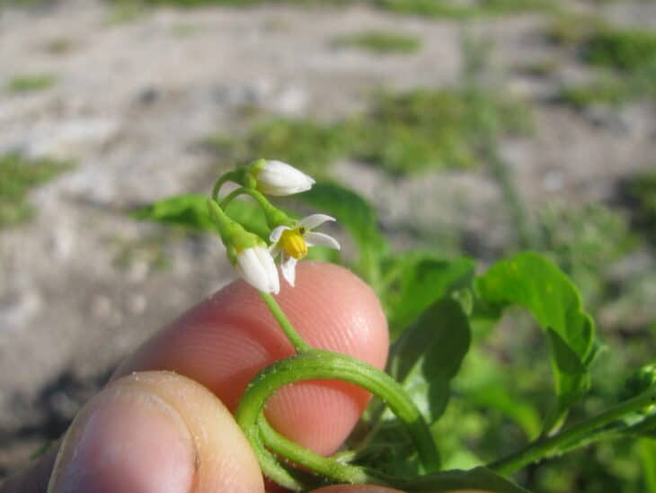 American Black Nightshade - Solanum americanum