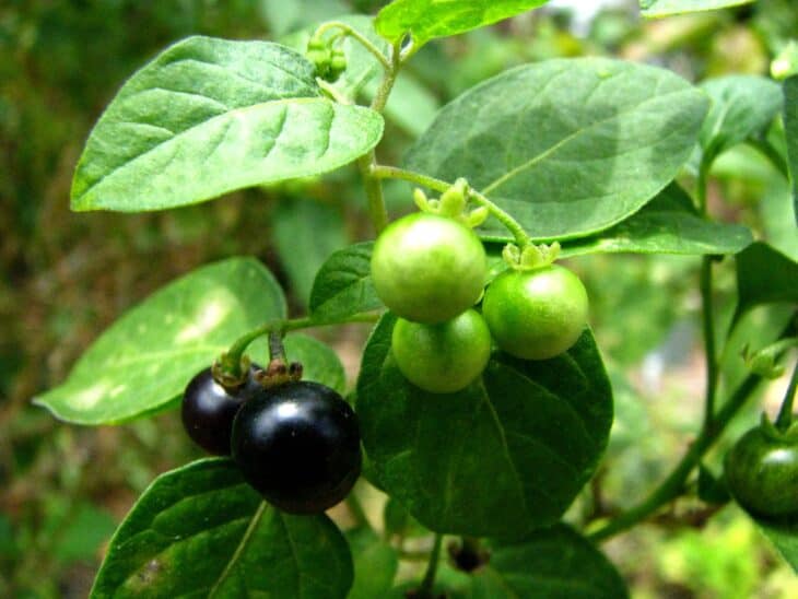 American Black Nightshade - Solanum americanum