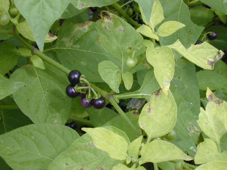 American Black Nightshade - Solanum americanum