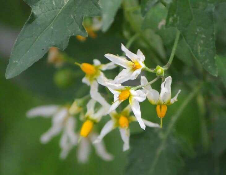 American Black Nightshade - Solanum americanum