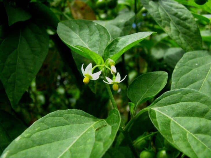 American Black Nightshade - Solanum americanum