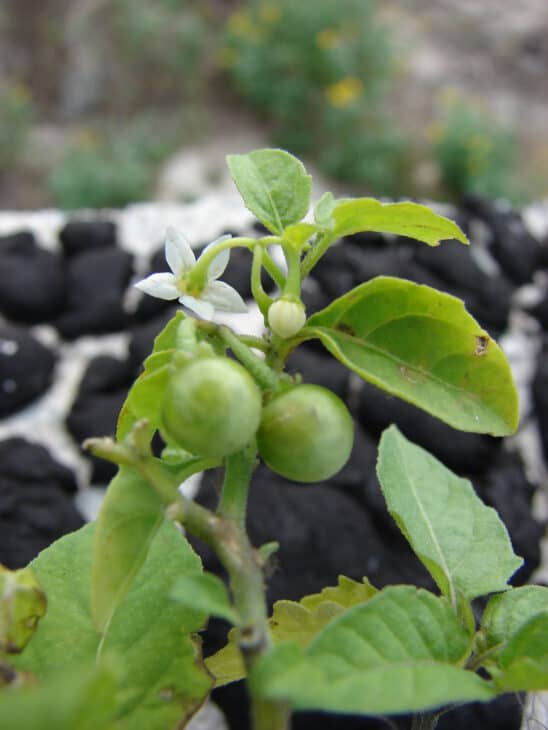 American Black Nightshade - Solanum americanum