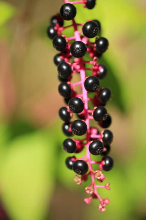 American Pokeweed - Phytolacca americana