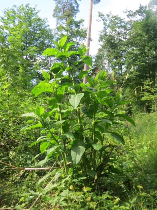 American Pokeweed - Phytolacca americana