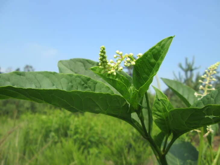 American Pokeweed - Phytolacca americana