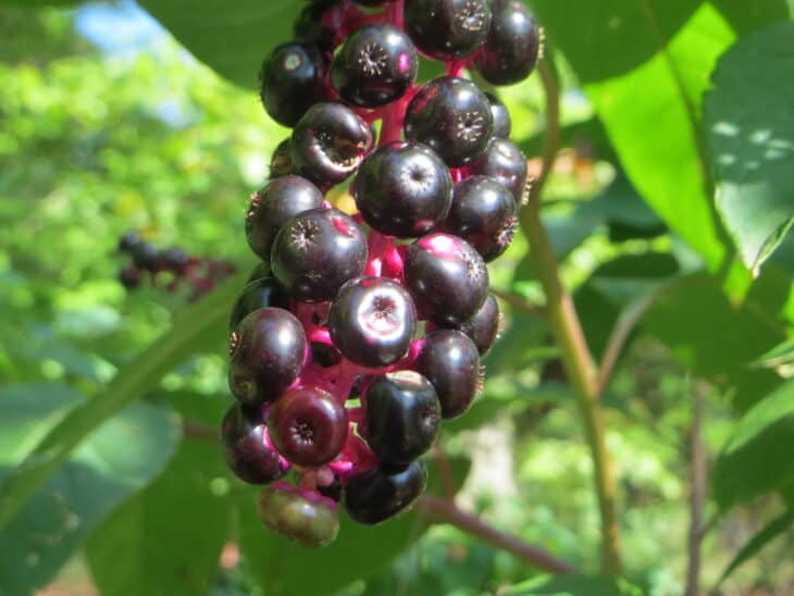 American Pokeweed - Phytolacca americana
