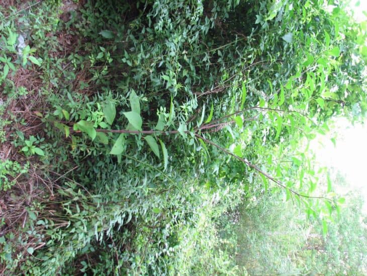 American Pokeweed - Phytolacca americana