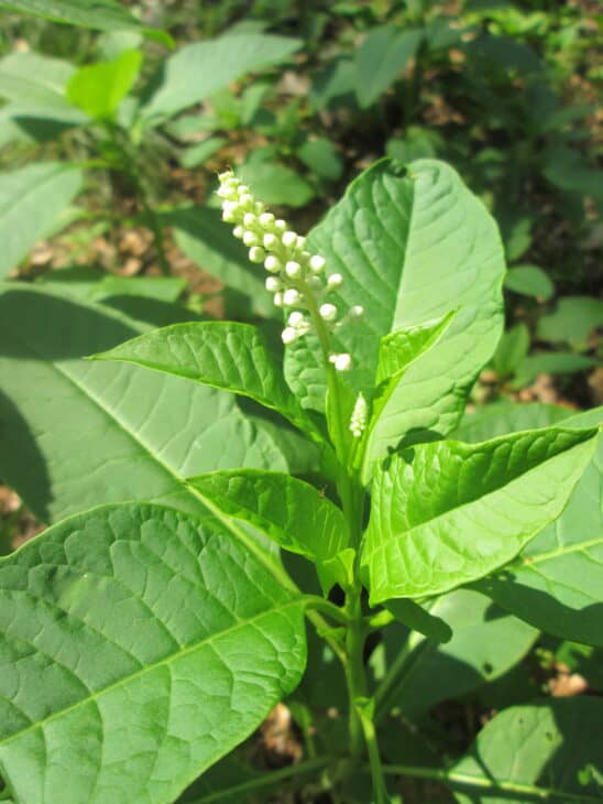 American Pokeweed - Phytolacca americana