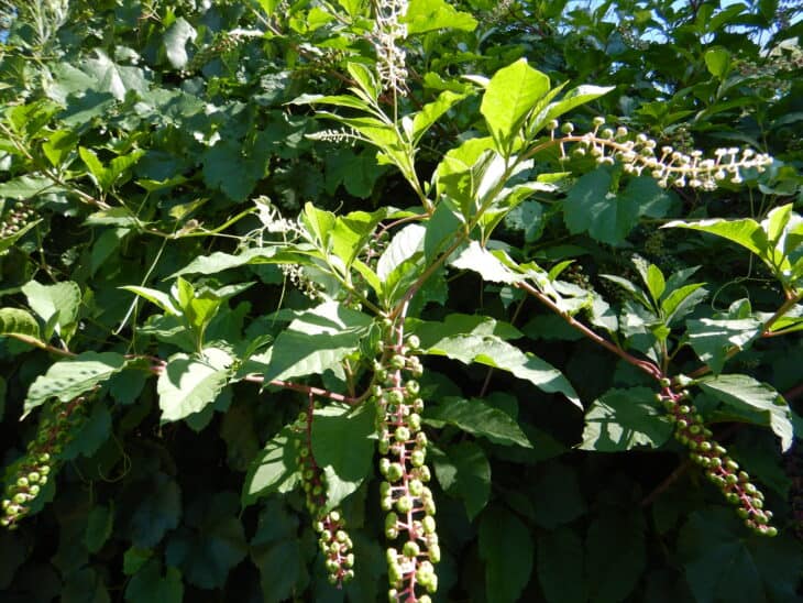 American Pokeweed - Phytolacca americana