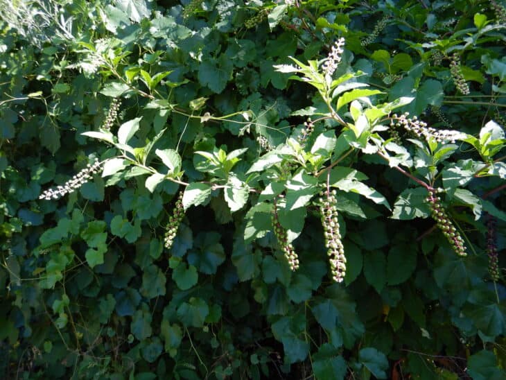 American Pokeweed - Phytolacca americana