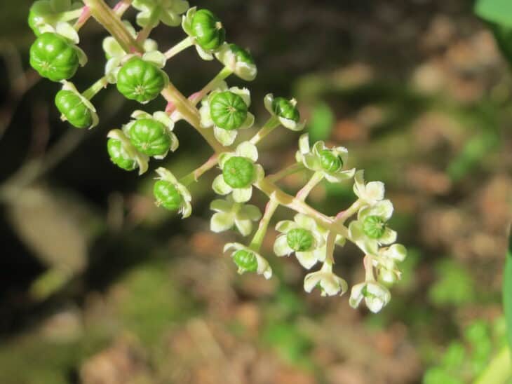 American Pokeweed - Phytolacca americana
