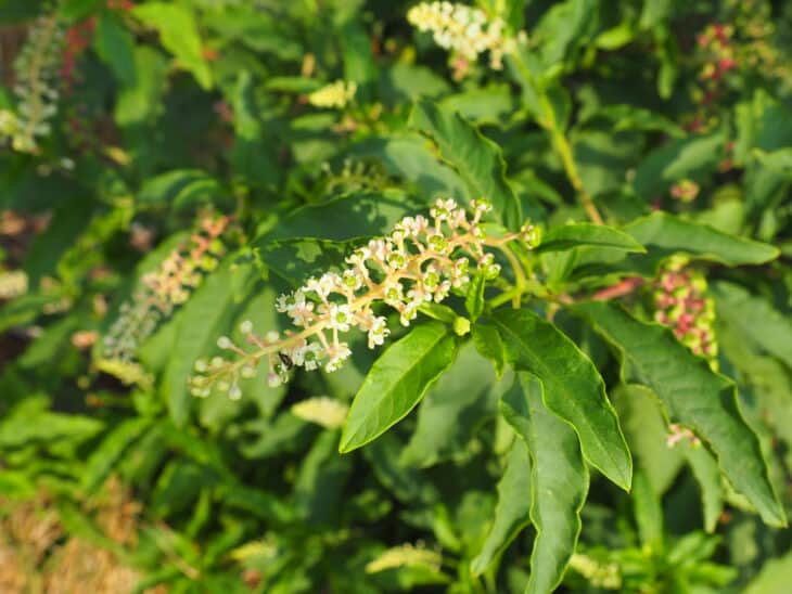 American Pokeweed - Phytolacca americana