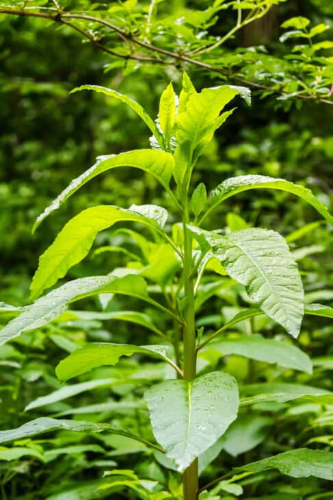 American Pokeweed - Phytolacca americana